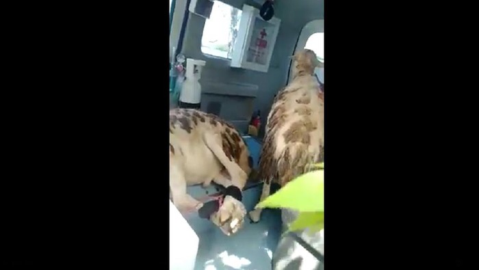 Ambulans buat angkut kambing