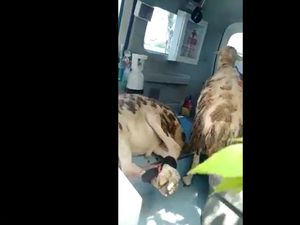 Memalukan! Ambulans Desa Kok Dipakai Buat Angkut Kambing