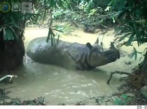 Langka! Badak Jawa Tertangkap Kamera Bergulingan di Kubangan