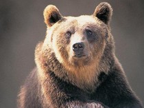 Turis Spanyol Diserang Beruang di Jepang, Untung Tak Luka Parah