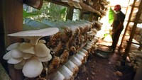 Menurut petani, dengan harga jual saat ini Rp 12.000 per kilogram, omzet bisnis jamur tiram tetap stabil.
