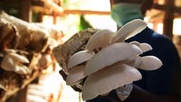 Petani memanen jamur tiram di Cipocok Jaya, Serang, Banten, Minggu (28/6/2020). 