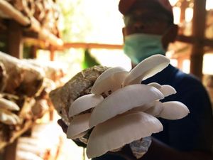 Bisnis Jamur Tiram Tetap Eksis di Tengah Pandemi Corona