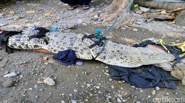 Buaya Muara di Sukabumi