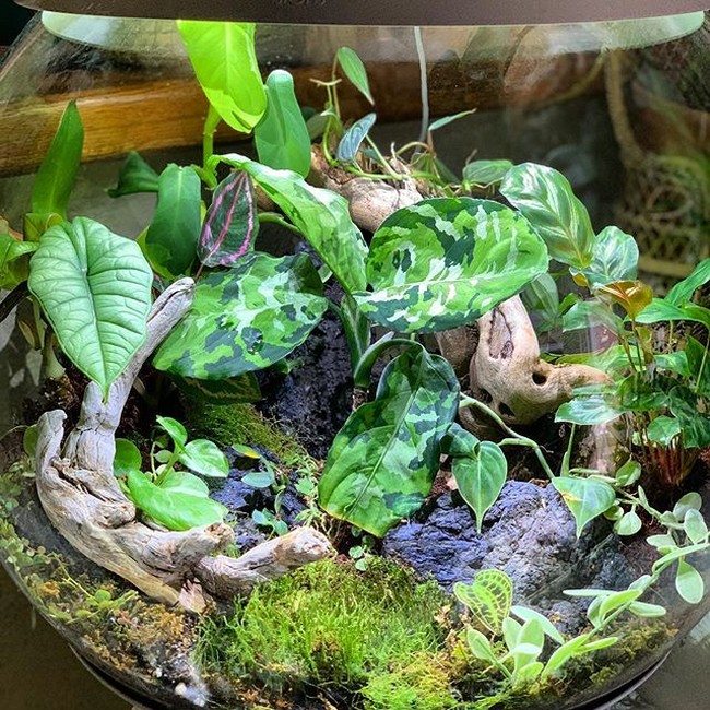 Saking cintanya dengan tanaman, Cyril rela menghabiskan sekitar Rp 72 juta untuk membeli tanaman-tanaman koleksinya itu. Seperti dikutip dari Metro, Cyril mengatakan bahwa dirinya memang berasal dari keluarga pecinta tanaman dan yang senang bercocok tanam. Foto: Instagram @cyrilcybernated