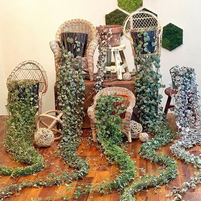 Cyril banyak membagikan foto-foto koleksi tanamannya melalui media sosial Instagram @cyrilcybernated miliknya. Hingga kini dirinya telah memiliki pengikut lebih dari 94 ribu orang di akun media sosialnya tersebut. Foto: Instagram @cyrilcybernated