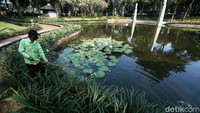Petugas tengah membersihkan kolam di Taman Ayodya.