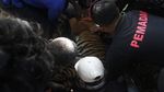 Resahkan Warga, Harimau Sumatera Masuk Perangkap