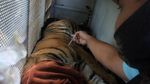 Resahkan Warga, Harimau Sumatera Masuk Perangkap