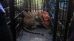 Resahkan Warga, Harimau Sumatera Masuk Perangkap