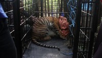 Warga memperhatikan seekor harimau sumatra (Panthera tigris sumatrae) di dalam perangkap di Jorong Baringin, Nagari Gantung Ciri, Kecamatan Kubung, Kabupaten Solok, Sumatera Barat, Senin (29/6/2020).