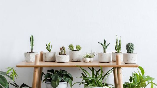 Family of cactus plants against white background