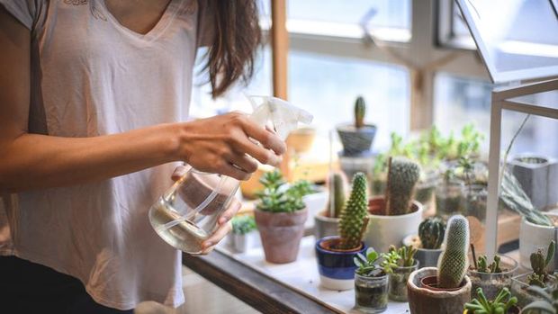 Family of cactus plants against white background