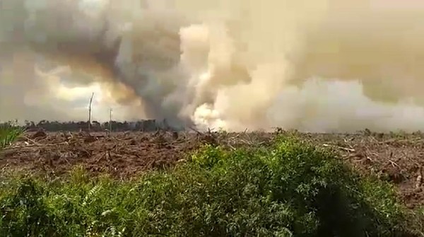 Memasuki Musim Kemarau, Lahan Gambut di Pelalawan Riau Terbakar