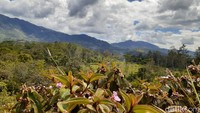 Ungapakan surga yang jatuh ke bumi memang pantas disematkan untuk Papua. (Hari Suroto/Istimewa)