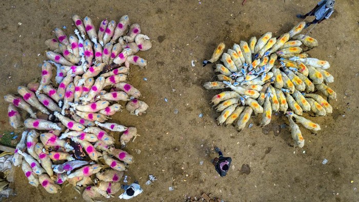 Buyers look at a flock of sheep at a market on the outskirts of Fatehpur, India, Saturday, June 27, 2020. The sellers mark their sheep with differant colors for identification. (AP Photo/Rajesh Kumar Singh)