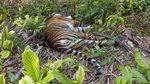 Miris, Harimau di Aceh Diduga Mati Akibat Racun