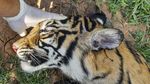 Miris, Harimau di Aceh Diduga Mati Akibat Racun