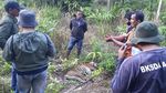 Miris, Harimau di Aceh Diduga Mati Akibat Racun