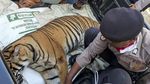 Miris, Harimau di Aceh Diduga Mati Akibat Racun