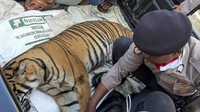 Meski begitu, petugas masih terus menyelidiki penyebab kematian harimau Sumatera tersebut.