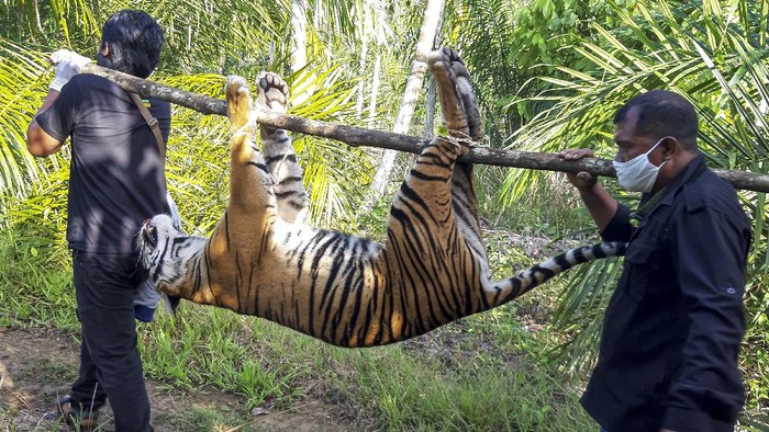 Miris, Harimau di Aceh Diduga Mati Akibat Racun Seekor harimau Sumatera ditemukan mati di Kecamatan Trumon, Aceh. Harimau itu diduga mati akibat diracun.