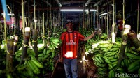 Seorang pedagang pisang berdiri di lapak dagangannya di kawasan Pasar Kemiri Muka, Depok, Jawa Barat.
