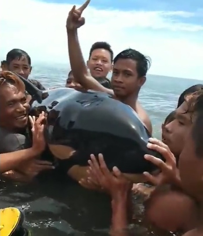 Orca di Sulawesi utaras