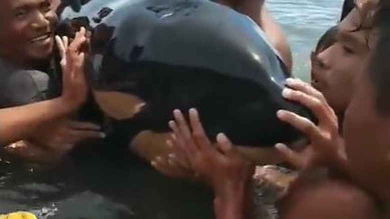 Orca di Sulawesi utara Orca di Sulawesi utaras