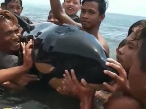 Ada Bayi Orca Terdampar di Sulut, Kok Bisa?
