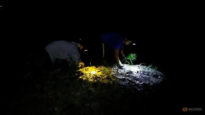 Petani di Vietnam Pilih Tanam Padi di Malam Hari