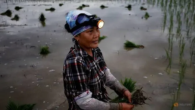 Petani di Vietnam Pilih Tanam Padi di Malam Hari