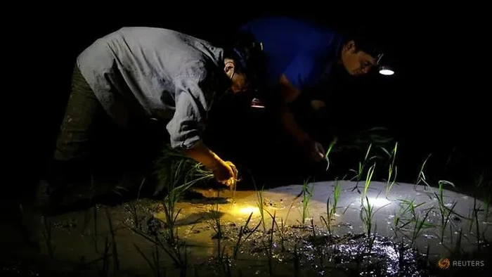Petani di Vietnam Pilih Tanam Padi di Malam Hari