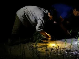 Udara Terlalu Panas, Petani di Vietnam Pilih Tanam Padi di Malam Hari