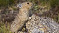 Walau fisiknya kecil seperti kelinci, tapi pika tak memiliki ekor serta kuping yang lebih pendek. Berat badannya pun hanya 140 gram saja, jadi sangat ringan (NPS.Gov)