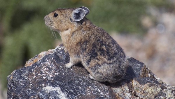 Adalah pika atau pikas (Ochotona), sebuah mamalia lucu yang tinggal di sejumlah tempat di Asia dan Amerika Utara. Pika juga merupakan saudara dekat dari kelinci dan punya banyak kemiripan (NPS.Gov) Adalah pika atau pikas (Ochotona), sebuah mamalia lucu yang tinggal di sejumlah tempat di Asia dan Amerika Utara. Pika juga merupakan saudara dekat dari kelinci dan punya banyak kemiripan (NPS.Gov)