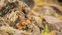 Apabila ingin melihatnya, Pika banyak ditemui di Pegunungan Rocky atau Taman Nasional Yellowstone di Amerika. Tak sedikit juga kebun binatang di AS yang memiliki mamalia unik ini (NPS.Gov)