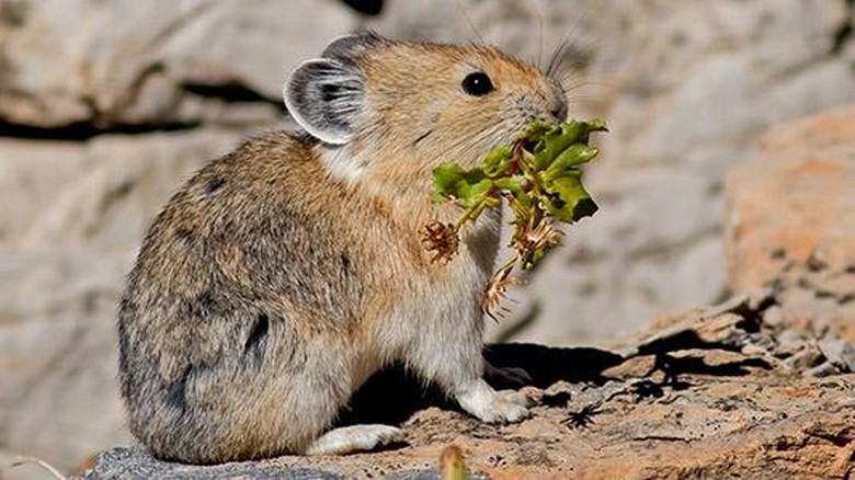 Pika Mamalia yang makan kotorannya sendiri.