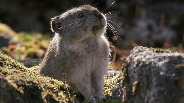 Namun, perilaku makan Pika memang terbilang unik dan beda dari lainnya. Diketahui, Pika adalah coprophagic atau binatang yang memakan fesesnya sendiri atau feses binatang lain (NPS.Gov) Namun, perilaku makan Pika memang terbilang unik dan beda dari lainnya. Diketahui, Pika adalah coprophagic atau binatang yang memakan fesesnya sendiri atau feses binatang lain (NPS.Gov)