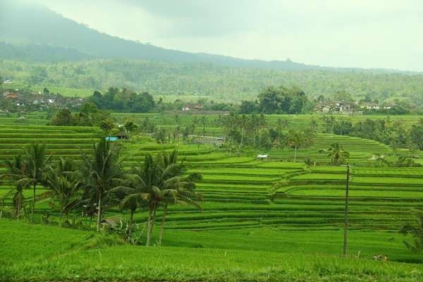 Subak Bali (Angela Jennifer Aroemrasni/dTraveler)