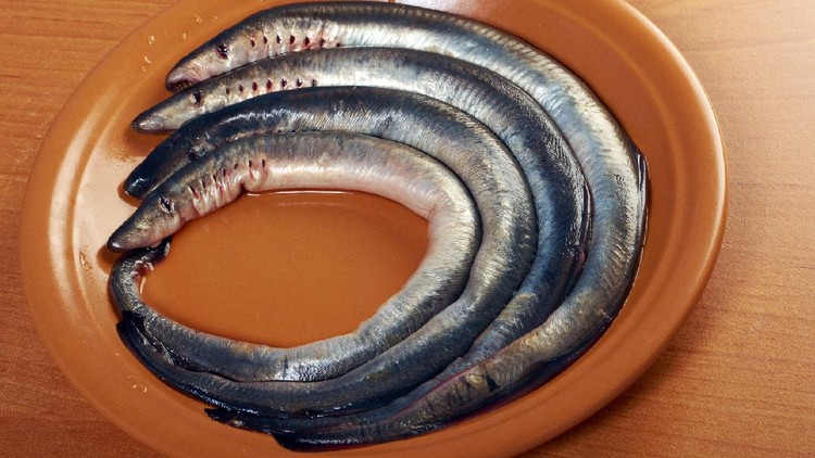 Ikan Vampir Sea Lamprey penghisap darah ikan lain