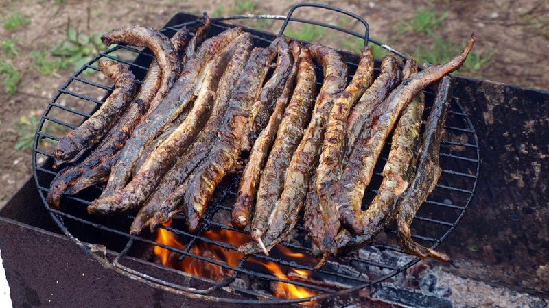 Ikan Vampir Sea Lamprey penghisap darah ikan lain