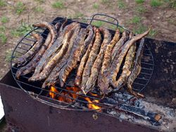 Wujud Ikan Vampir Penghisap Darah