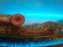 Wujud Ikan Vampir Penghisap Darah