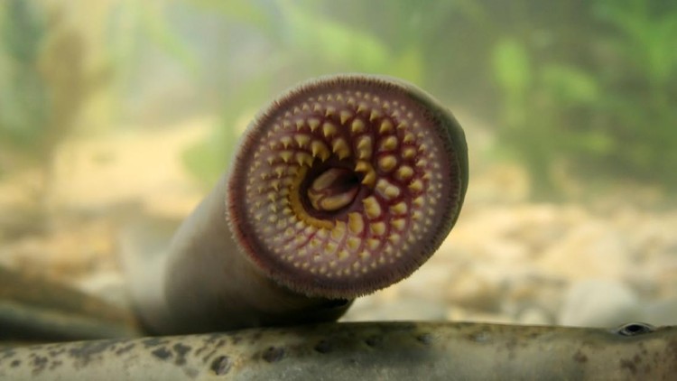 Ikan Vampir Sea Lamprey penghisap darah ikan lain