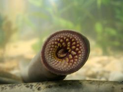 Wujud Ikan Vampir Penghisap Darah