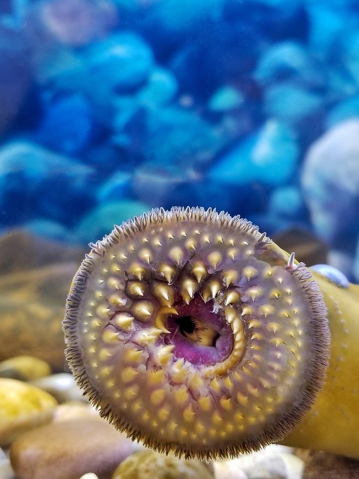 Ikan Vampir Sea Lamprey penghisap darah ikan lain