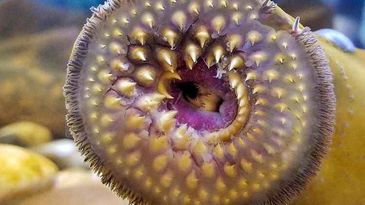 Ikan Vampir Sea Lamprey penghisap darah ikan lain