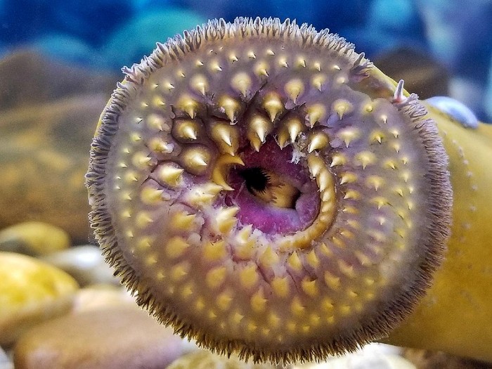 Ikan Vampir Sea Lamprey penghisap darah ikan lain