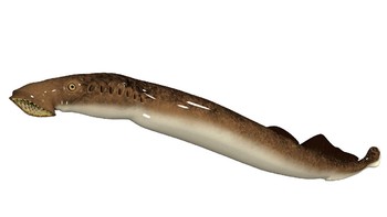 Ikan vampir alias sea lamprey ini punya tubuh seperti belut. Satu ekor ikan vampir ini mampu membunuh 18 kg ikan per tahun. (Getty Images/iStockphoto)